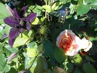 k-DSCN0439.webp