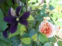 k-DSCN0440.webp