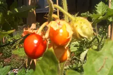 litchi.webp