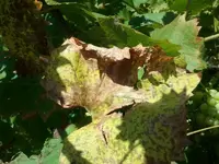 wein1.webp