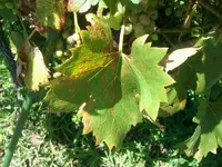 wein2.webp