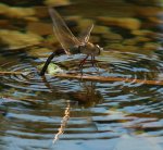 Libelle mit Wasserbewegung.jpg