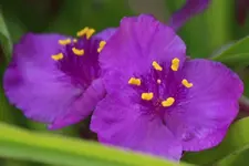 Dreimasterblume 120722.webp