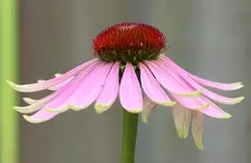 Echinacea 120722.webp
