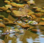 Libelle 120722.webp