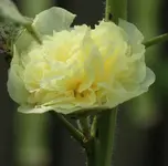 Stockrose 120722.webp