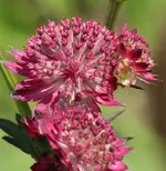 Sterndolde 120722.webp