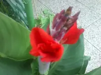 Cannablüte und Allerlei 004.webp