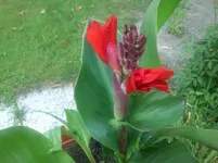 Cannablüte und Allerlei 003.webp