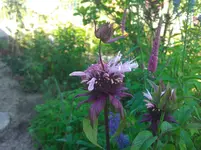 WP_000135.webp