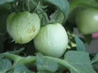 Tomaten 2012 schrumpel 1.webp