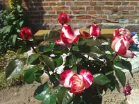 WP_000143.webp