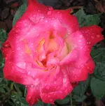 Rosenblüte1.webp