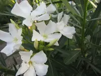 014.webp