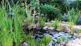 teich im juli.webp