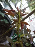 DSC00703.webp