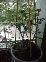 DSC00706.webp