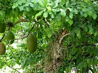 domrep_2.webp