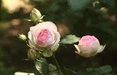 Eden-Rose-85-a28258213.webp