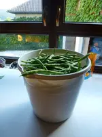 Bohnen.webp