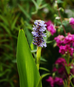 blaues Hechtkraut blüht_500.webp