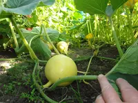 DSC01050.webp