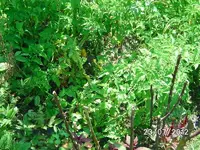k-BILD1256.webp