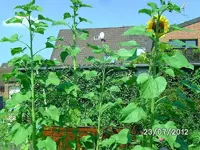k-BILD1258.webp