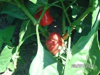 k-BILD1267.webp