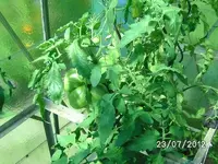k-BILD1261.webp