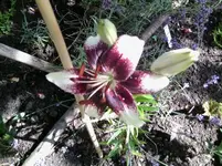 Foto0268.webp