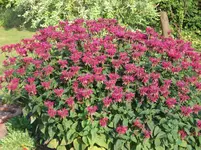 garten 016.webp