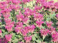 garten 017.webp