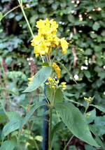 Gelbe Blume.webp