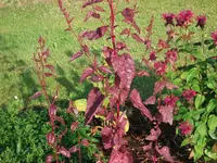 garten 019.webp