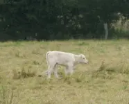 Kalb2.webp