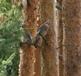Eichelhäher2.webp