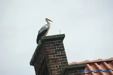 Storch1.webp