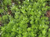 Gartenwaldmeister.webp