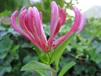 Blumen und Co 002.webp