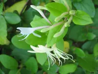 Blumen und Co 003.webp