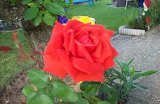 Rose 2.webp