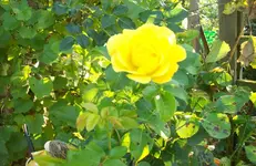 Rose 3.webp
