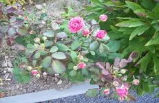 Rose 4.webp