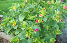 Wunderblume.webp