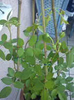DSC00711.webp