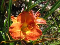 IMG_a 7.2_1024x768.webp