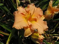 IMG_elisabeth salter2_1024x768.webp