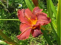IMG_heath cliff2_1024x768.webp