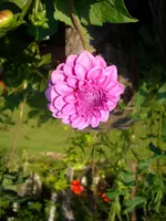 DSCI1589.webp